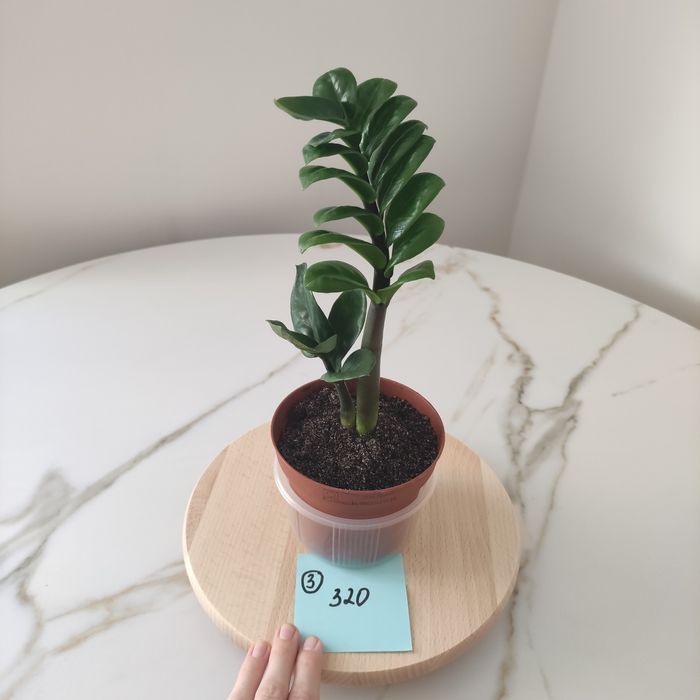 Заміокулькаси Зензі