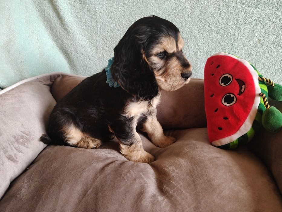 Cocker spaniel angielski piesek , badania