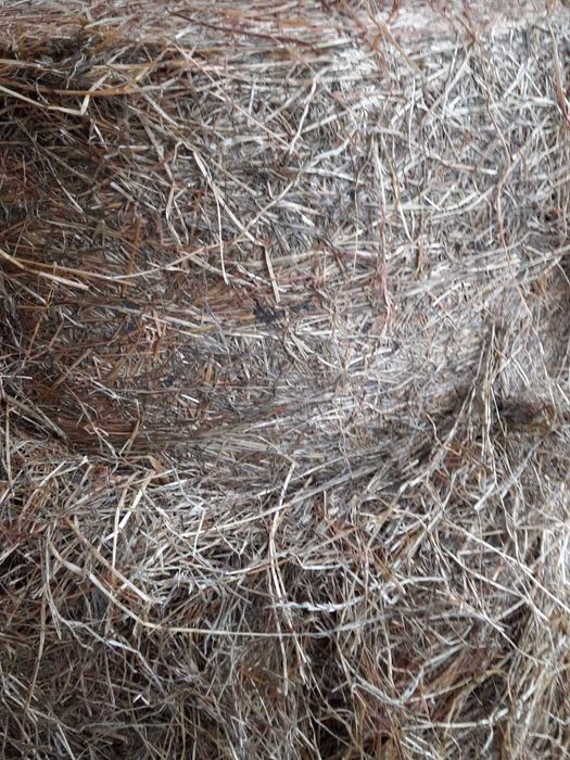 Sianokiszonk bele 130