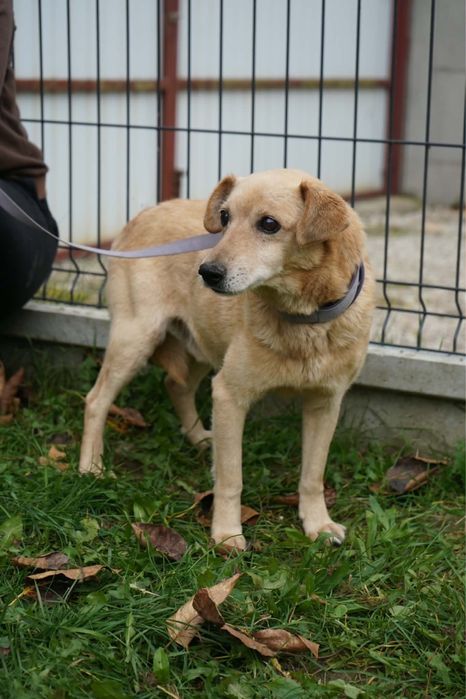 Nie kuouj adoptuj