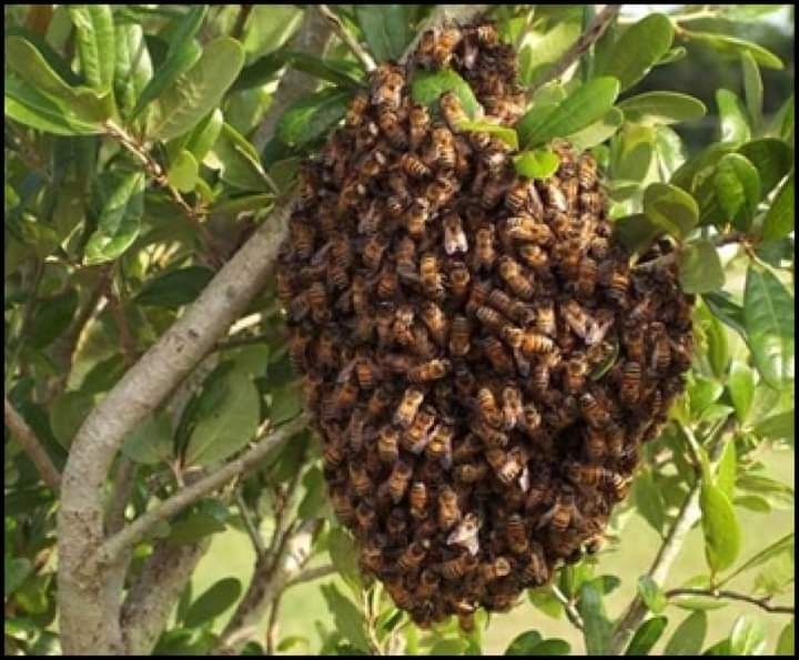 Abelhas, vespas, enxames, Apicultor