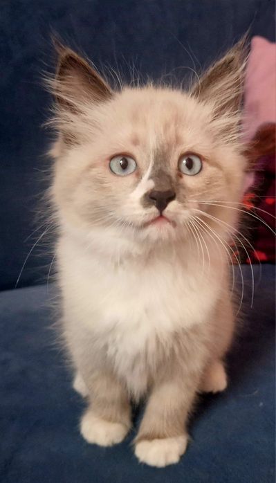 HUGO Kocurek syberyjski Neva Masquerade JUŻ DO ODBIORU!