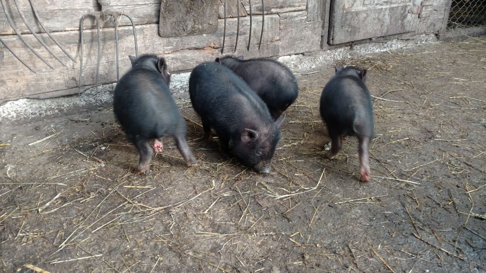 В'єтнамські поросята вислобрюхі чорні свині