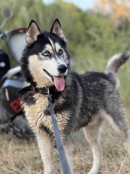 Хаскі кобель на вʼязку