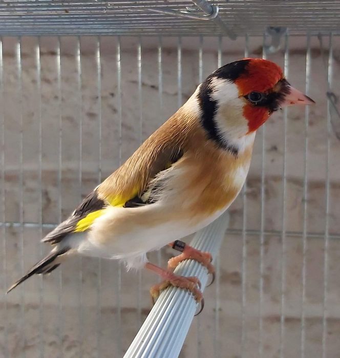 Pintassilgos, pintarroxos, lugres, faço envio