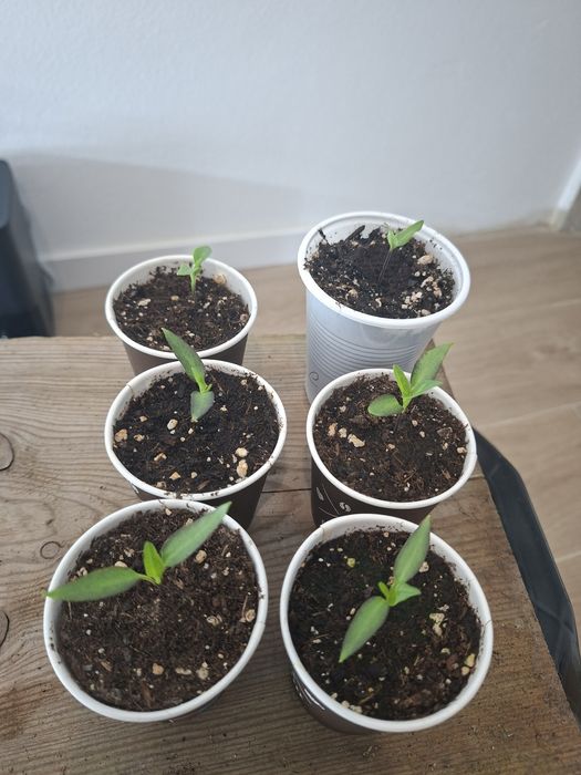 Plantas - Pimentas Picantes