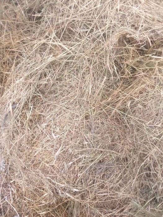 Продам сіно лугове