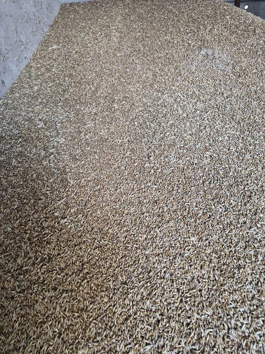 Mieszanka zbożowa pszenżyto