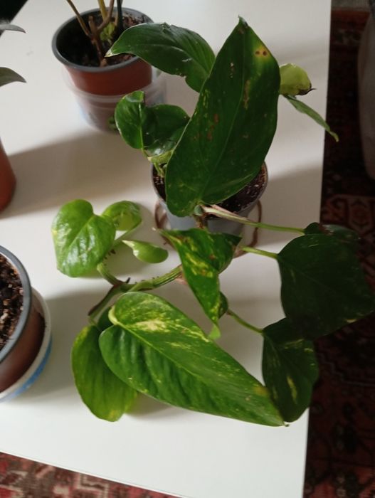 Plantas Naturais 4 euros cada