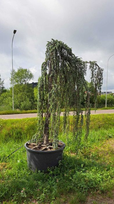 CEDR Atlaski  'pendula'