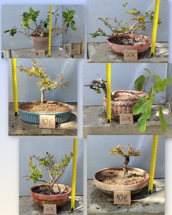 PROMOÇÃO Pré Bonsai ou árvores em vaso