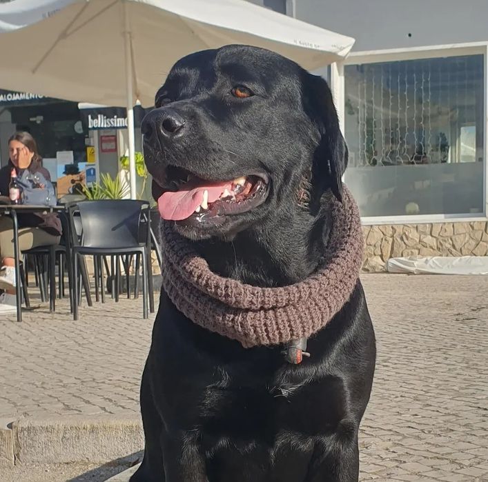 Dou labrador fêmea