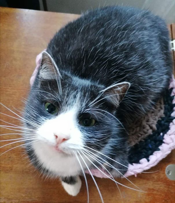 Малуша - вишукана киця у добрі руки!