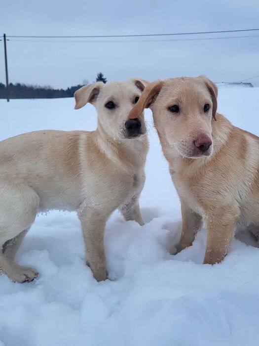 Rodzeństwo urodzone w polu gotowe do adopcji