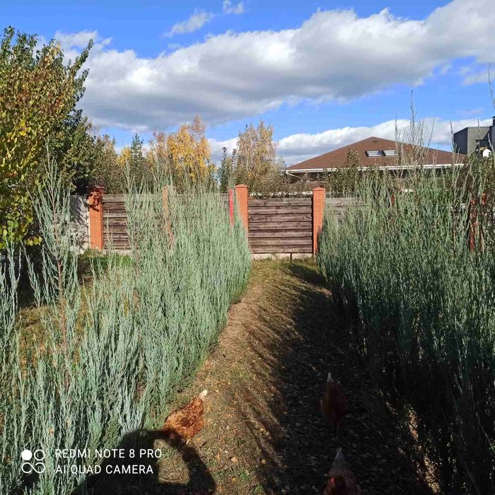 Ялівець Блю Арроу 2м