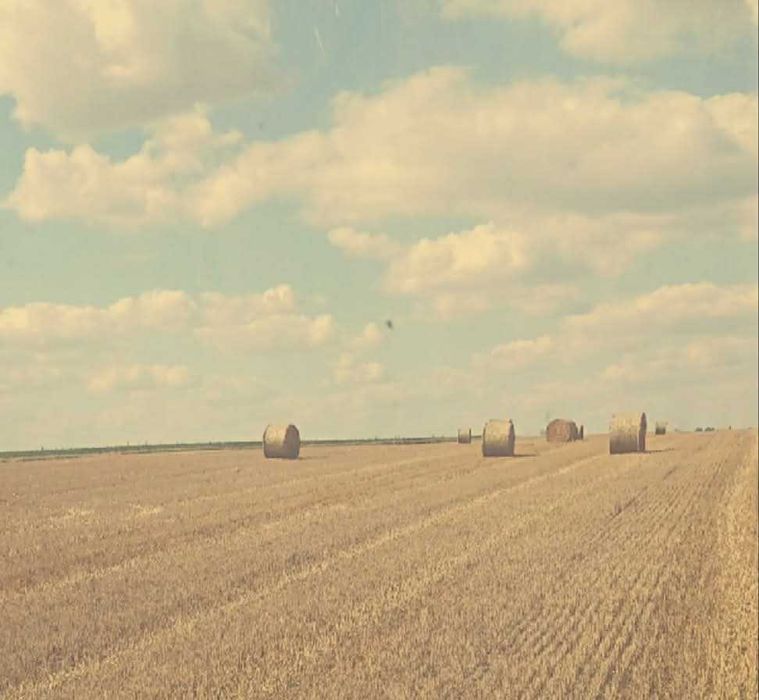 Słoma pszenna, bele 160 cm