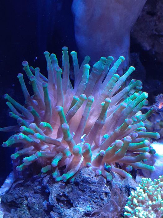 Ukwiał Cribrinopsis Crassa - szczepka