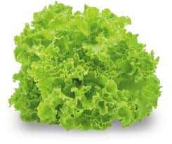 rozasda sałaty masłowej/lodowej/liściastej HAKON/ MAXIMO/ ZLATAVA