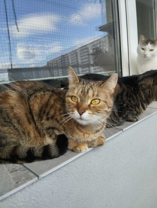 Halinka szuka domu stałego