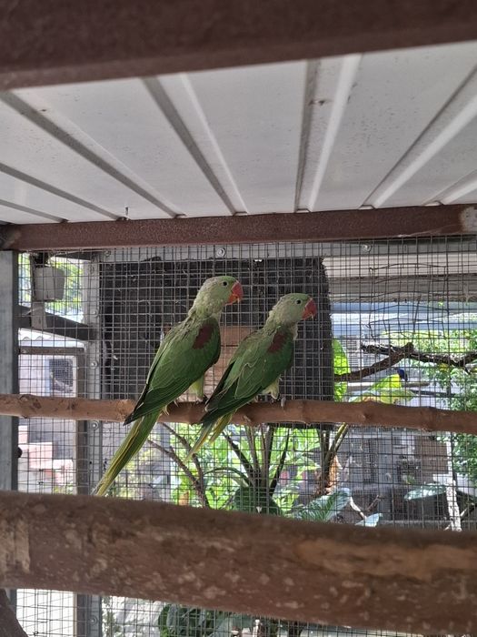 Casal grandes alexandrinos