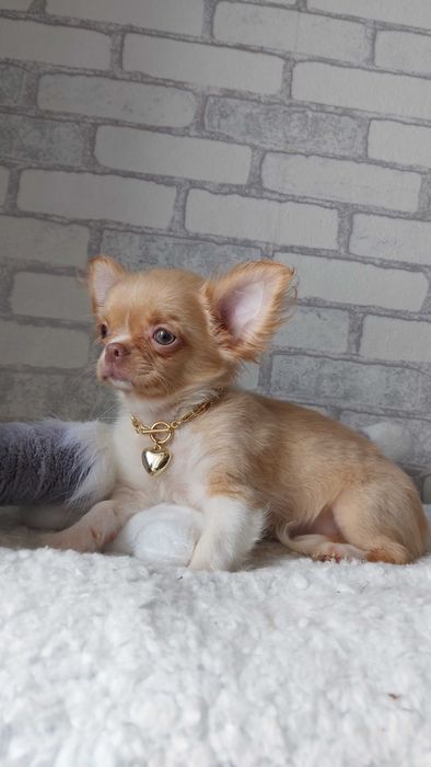 довгошерсті Чихуахуа Хлопчики з документами КСУ/FCI