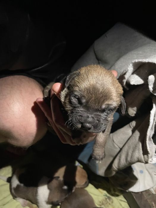 Отдам щенков в добрые руки