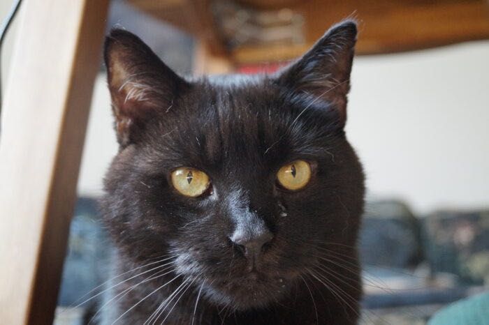 Kundera - kot, kotek, kocur do adopcji