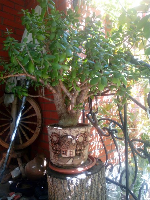 Денежное дерево.