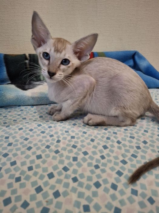 Орієнтальний   котик  сил табби поинт