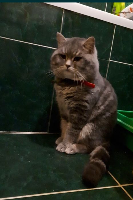 Шотландський красунчик