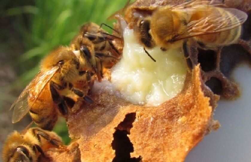 Бджолине Маточне Молочко