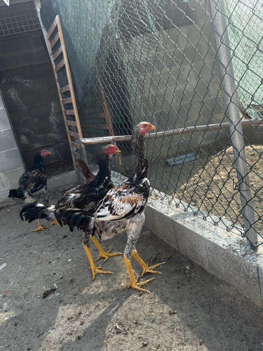Galos indio gigante brasileiro