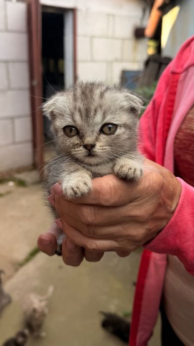 меленькі котики, які шукають свій дім