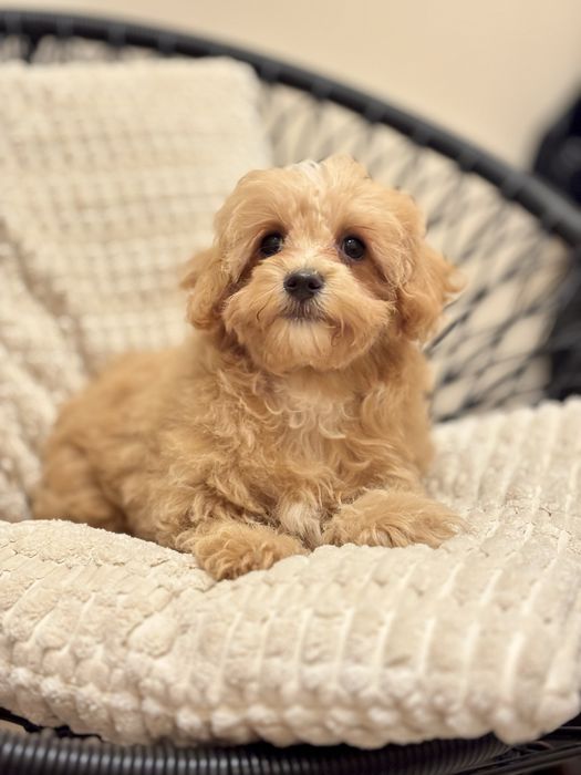 Maltipoo F1B toy