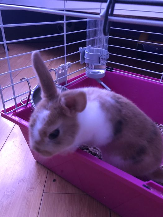 Декоративний кролик