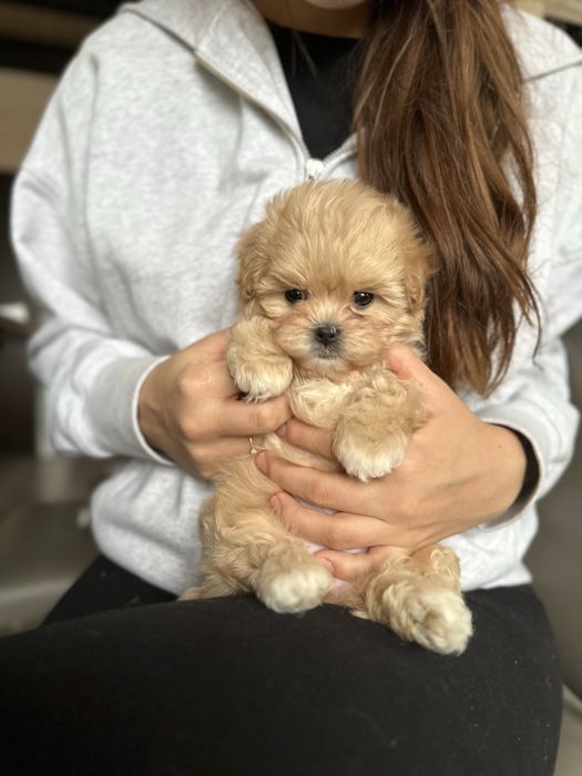 Мини мальтипу f1 baby face