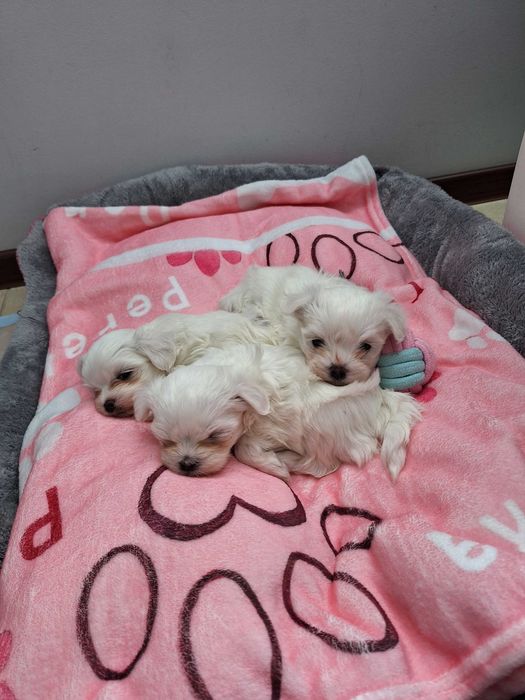 Maltańczyki z Domowej Hodowli