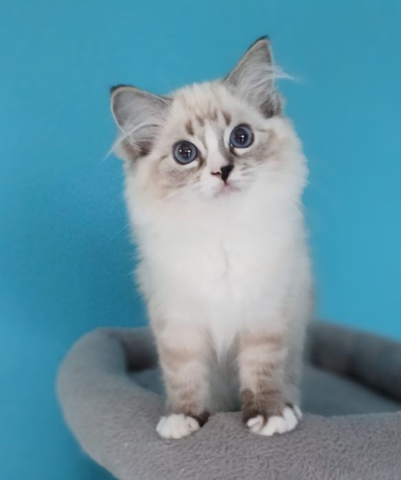 Piękna dziewczynka  Ragdoll