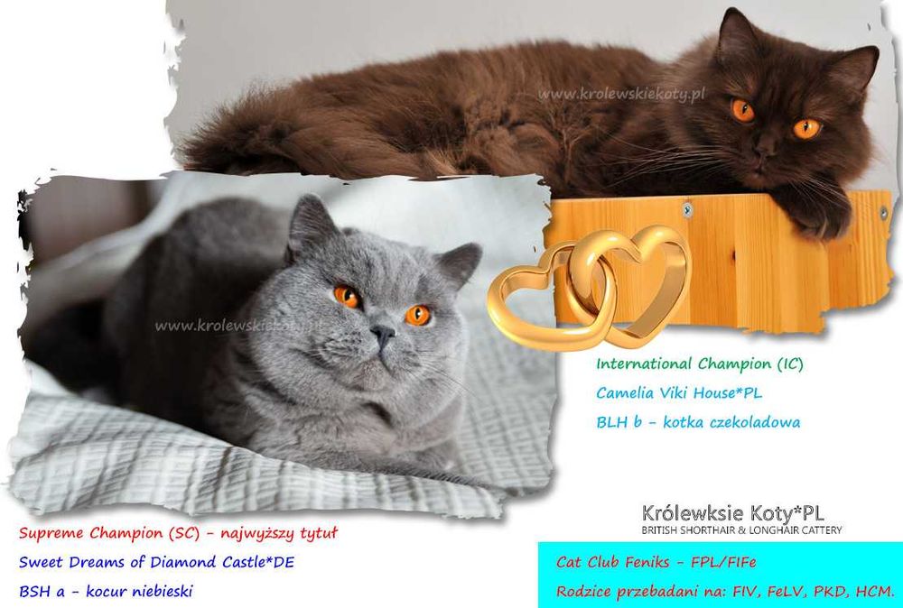 Kotka brytyjska pohodowla czarna, rodowód FPL, championka