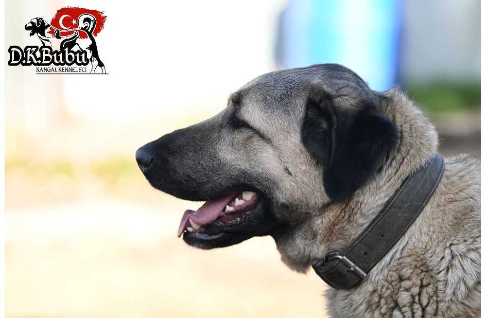 Kangal Sivas import Turcja. D.K.BUBU FCI