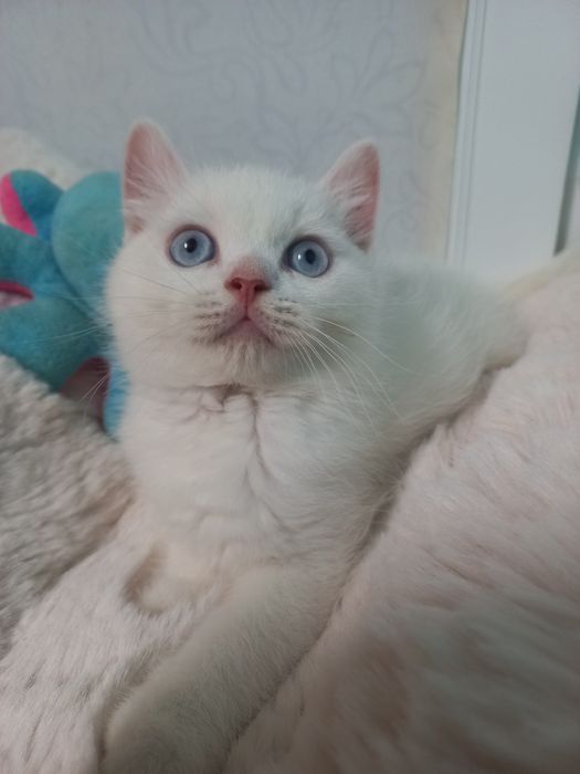 Котёнок мальчик голубые глаза