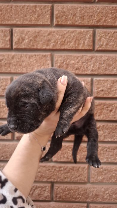 Щенки Испанский Алано.Канадский дог. Метис