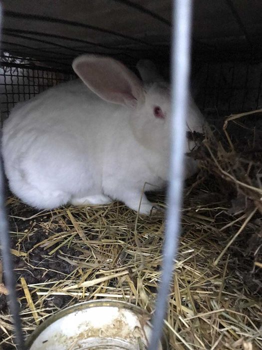 кролики домашні .