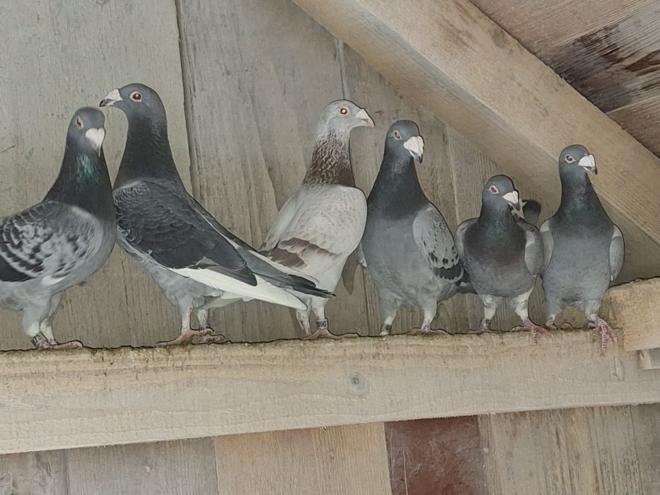 Gołębie staropolskie