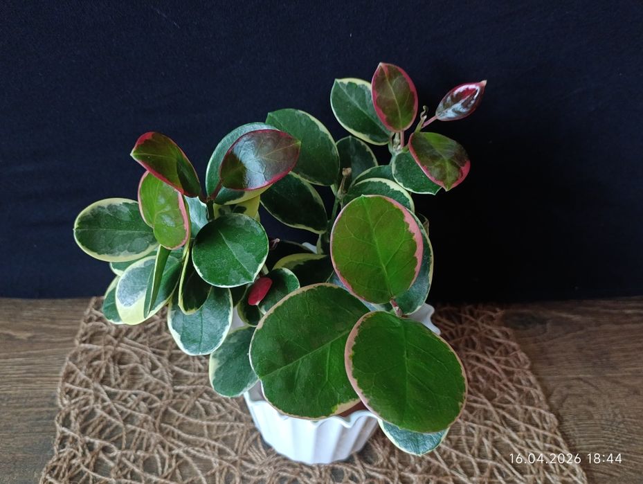 Hoya Australis Blondie