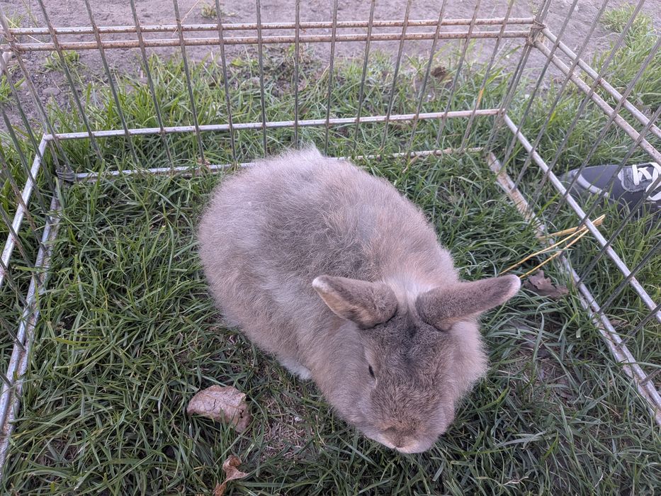 Króliczek Miniaturka