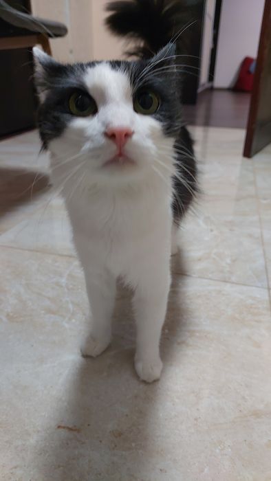 Віддам котика домашнього