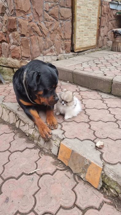 В'язка ротвейлера