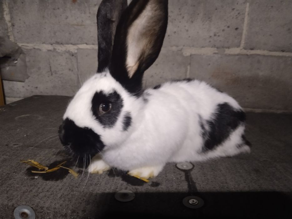 Młode króliki OSC