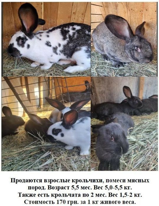 Продам взрослых крольчих , 5.5 месяца